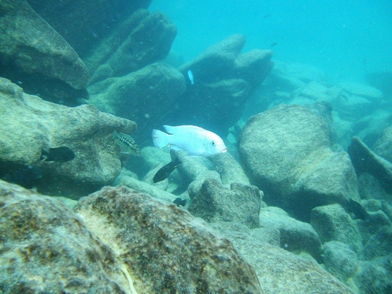 Maylandia callainos 'Mara Rocks'